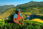 Sri Lanka All-Inclusive Escape (5 Nights / 6 Days)