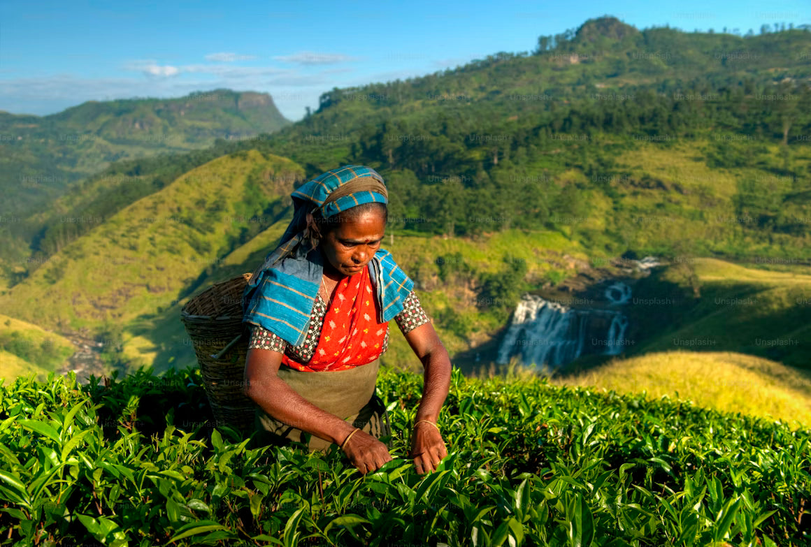 Sri Lanka All-Inclusive Escape (5 Nights / 6 Days)