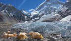 Nepal All-Inclusive Spiritual & Scenic Escape (5 Nights / 6 Days)
