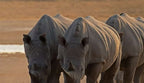 Meghalaya & Assam All-Inclusive Escape (5 Nights / 6 Days)